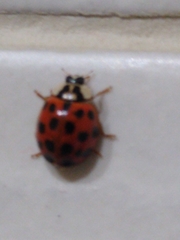 Harmonia axyridis