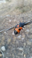 Megaderus bifasciatus