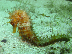 Hippocampus guttulatus