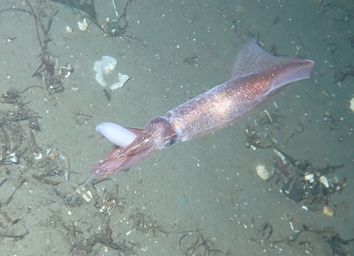 Opalescent Inshore Squid
