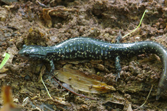 Plethodon mississippi
