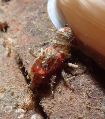 Spirontocaris prionota