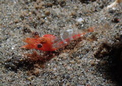 Spirontocaris snyderi