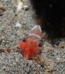 Spirontocaris snyderi