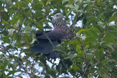 Columba elphinstonii