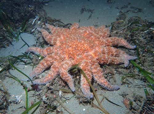 Sunflower Sea Star, photo 4 of 10
