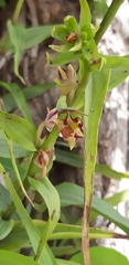Epipactis veratrifolia