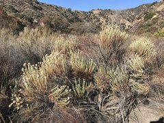 Ericameria pinifolia