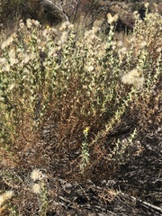 Ericameria pinifolia