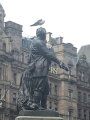 Larus fuscus
