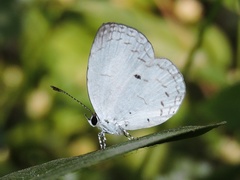 Neopithecops zalmora