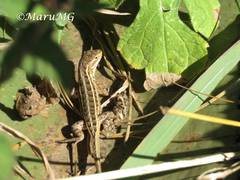 Sceloporus scalaris