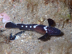 Didogobius schlieweni