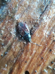 Drymus brunneus