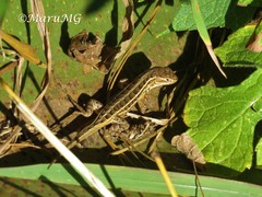 Sceloporus scalaris