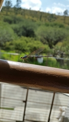 Argia sedula