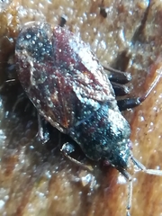 Drymus brunneus