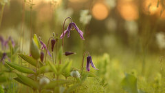 Clematis integrifolia