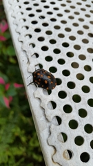 Pachycoris torridus