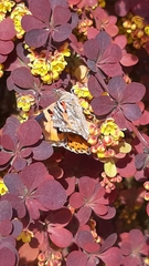 Vanessa cardui