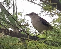 Mimus saturninus