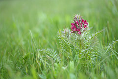Pedicularis dasystachys