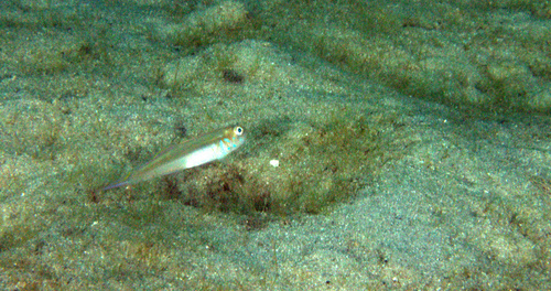 Banner goby (Microgobius microlepis) — Gobiidae — 4
