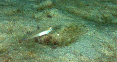 Microgobius microlepis