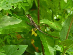 Anolis planiceps