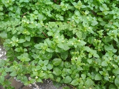 Stellaria media