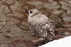 Larus argentatus