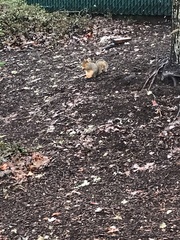 Sciurus niger