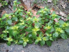Urtica urens