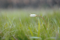Tulipa sylvestris