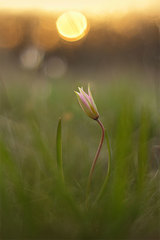 Tulipa sylvestris