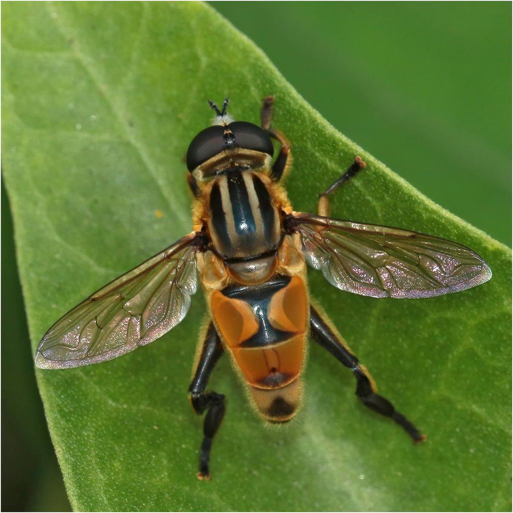 Mesembrius caffer