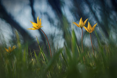 Tulipa sylvestris