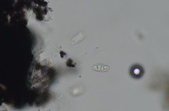 Rhizocarpon distinctum