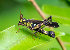 Erianthus versicolor