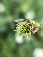 Toxomerus marginatus