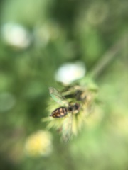 Toxomerus marginatus