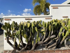 Opuntia cochenillifera