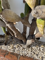 Opuntia cochenillifera