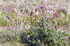 Cnidium cnidiifolium