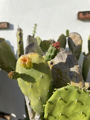 Opuntia cochenillifera