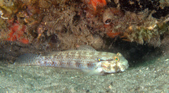 Gnatholepis thompsoni
