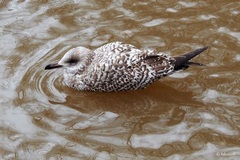 Larus argentatus