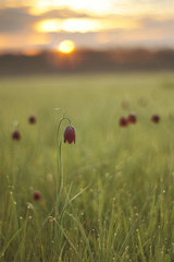 Fritillaria meleagroides