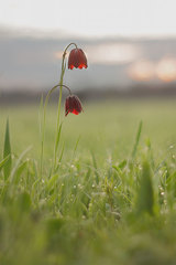 Fritillaria meleagroides