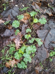 Malva neglecta